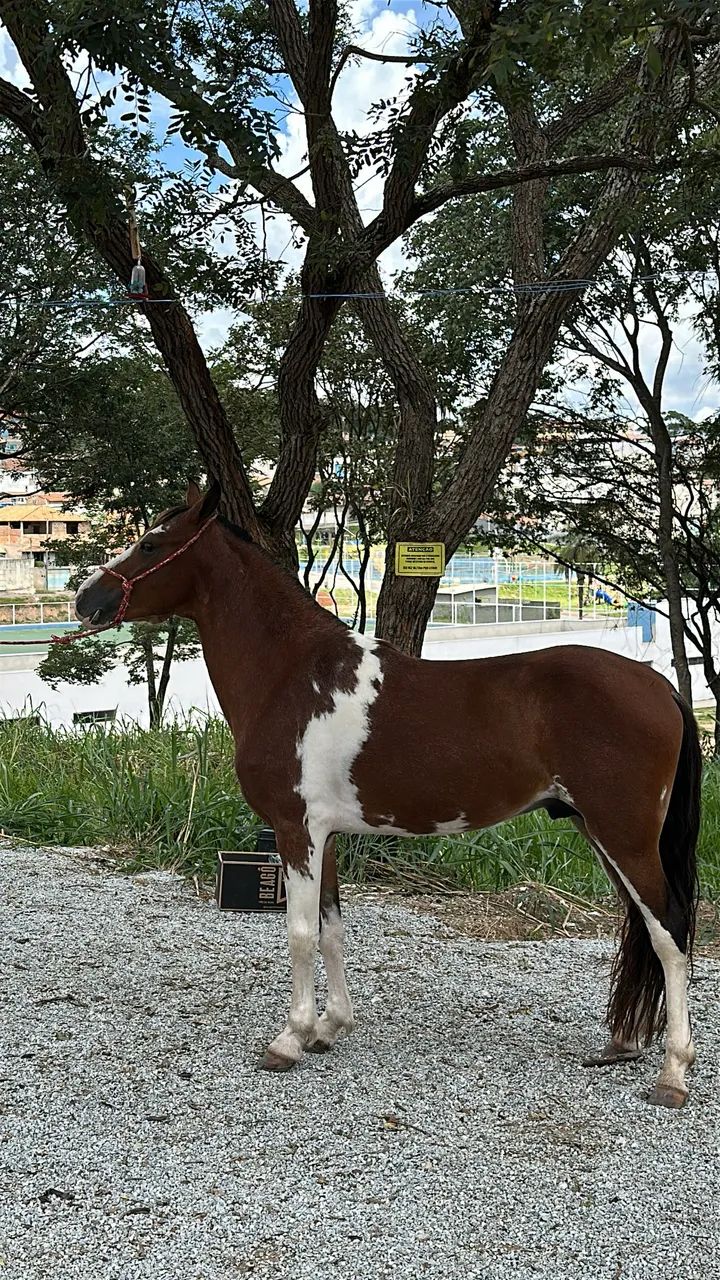 Cavalo mangalarga marchador registrado  - Foto 3
