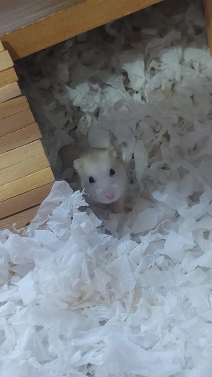 Hamster com terrário completo  - Foto 2