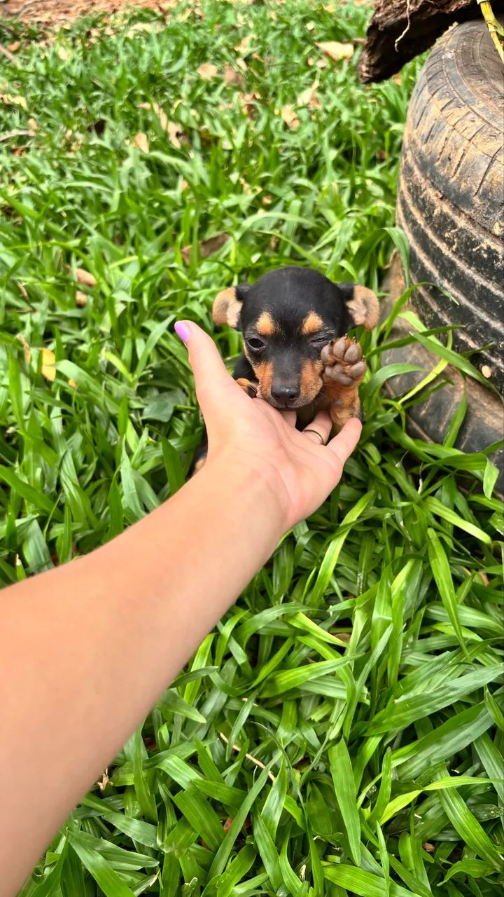 Pinscher  - Foto 2