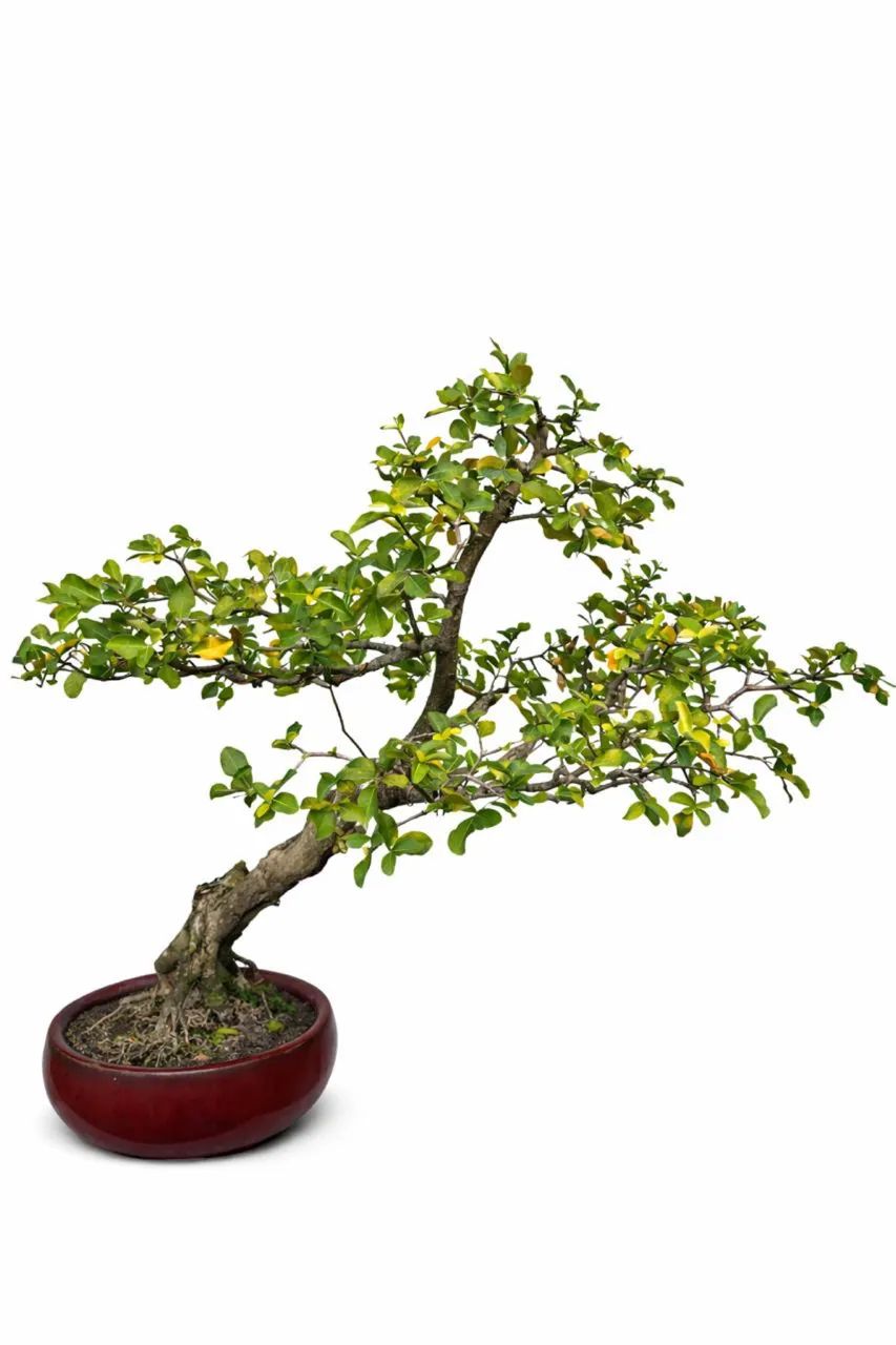 Acerola +20 - Bonsai Frutífero Adulto 