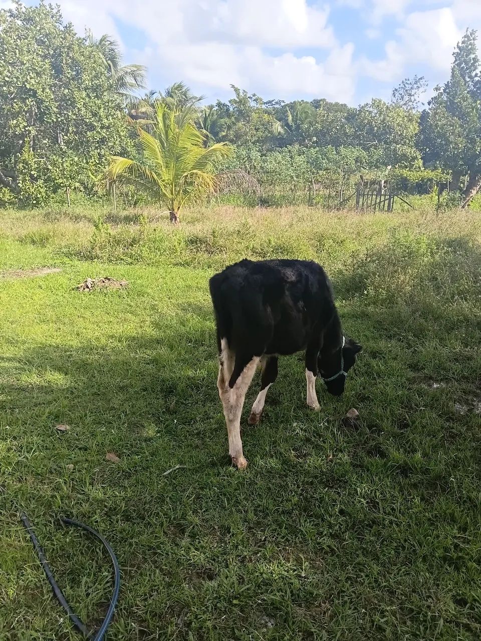 Casal de bezerros  - Foto 2