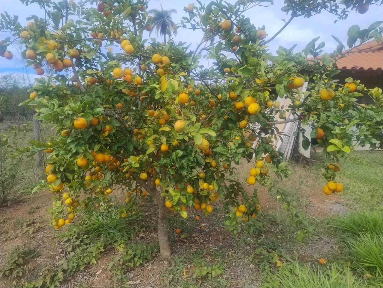 Chácara em Serra Azul - Mateus Leme  - Foto 5