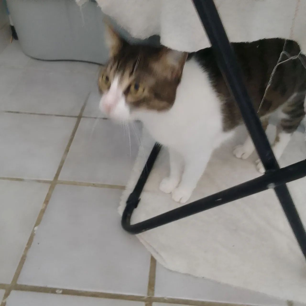 Gatinha pronta para adoção - Foto 2