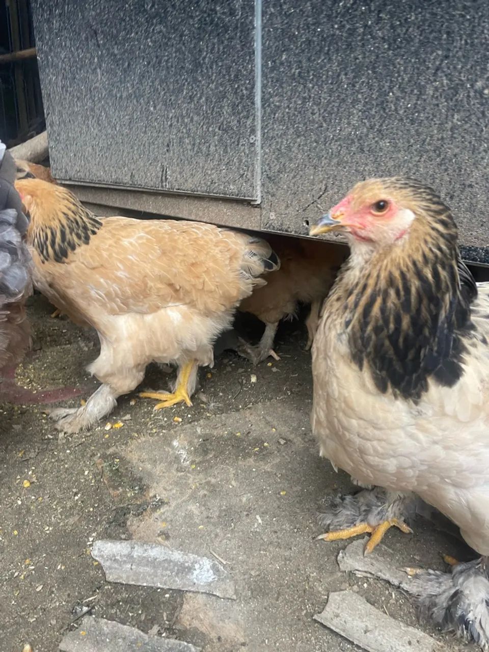 Galo Brahma - Foto 3
