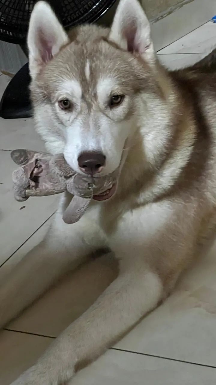 FÊMEA DE HUSKY SIBERIANO  - Foto 2