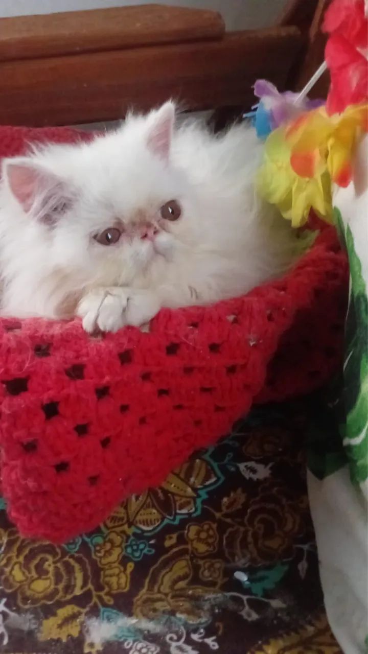 Gato Persa  - Foto 2