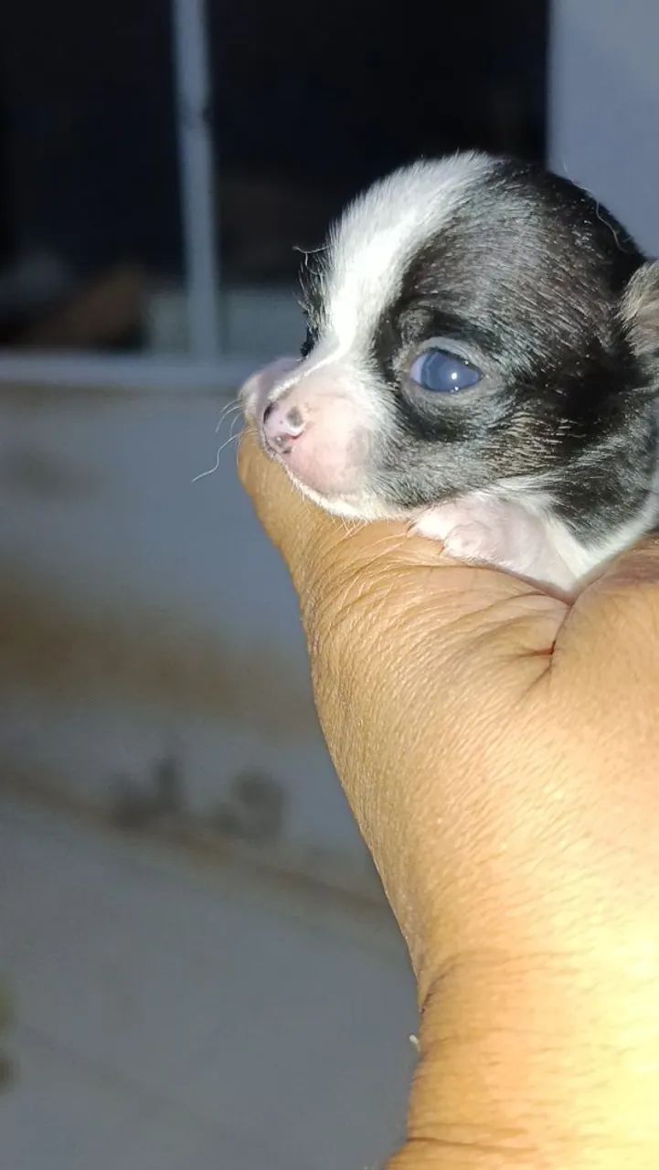 Chihuahua bibelô  - Foto 3
