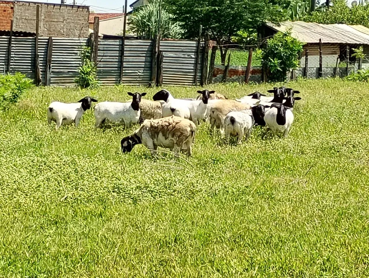 Carneira.dorpe.pura - Foto 3