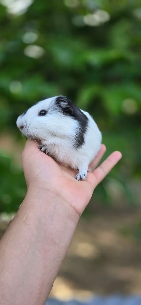 Porquinhos da india  - Foto 2