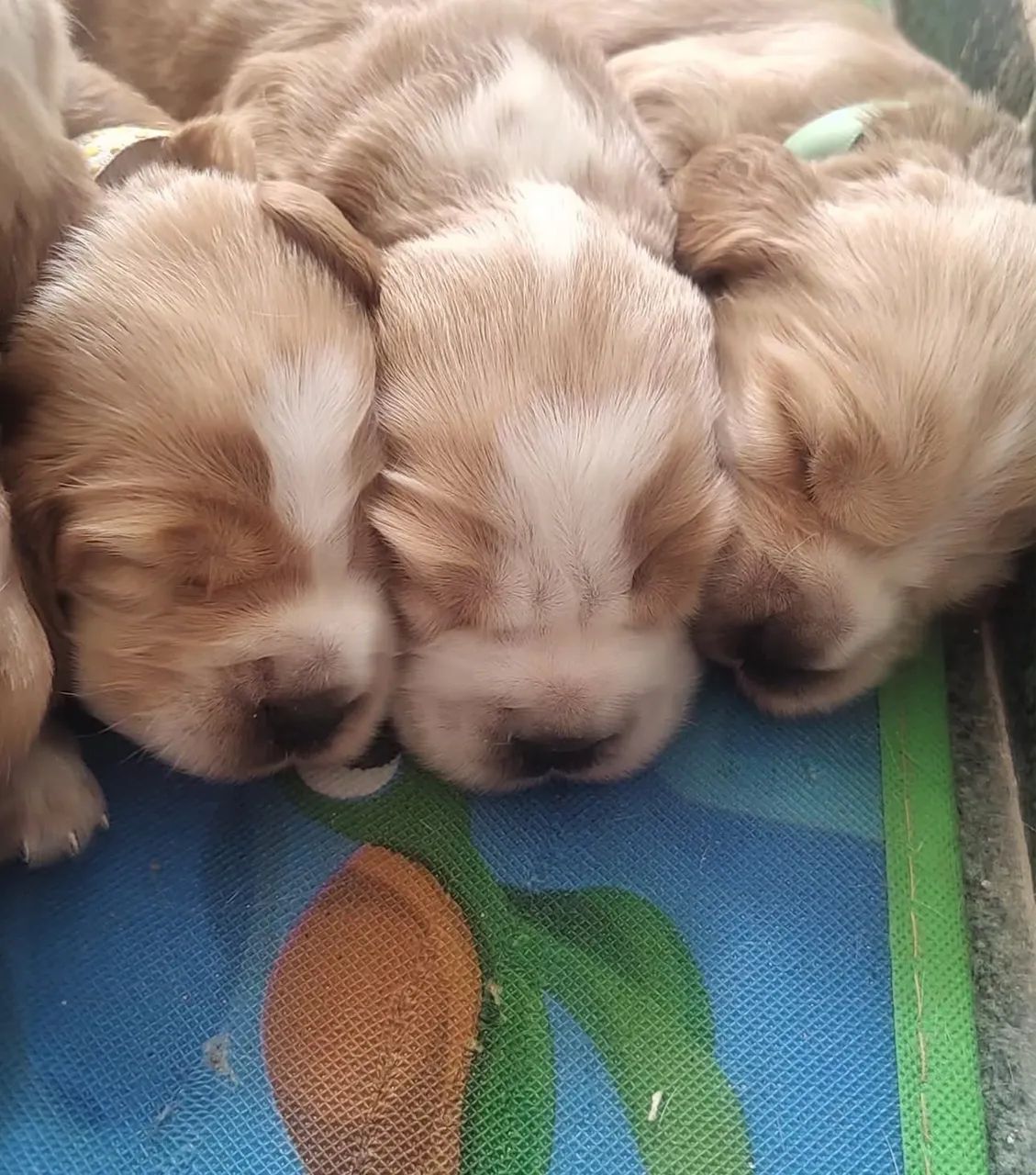 Filhotes de cocker Spaniel Inglês  - Foto 4