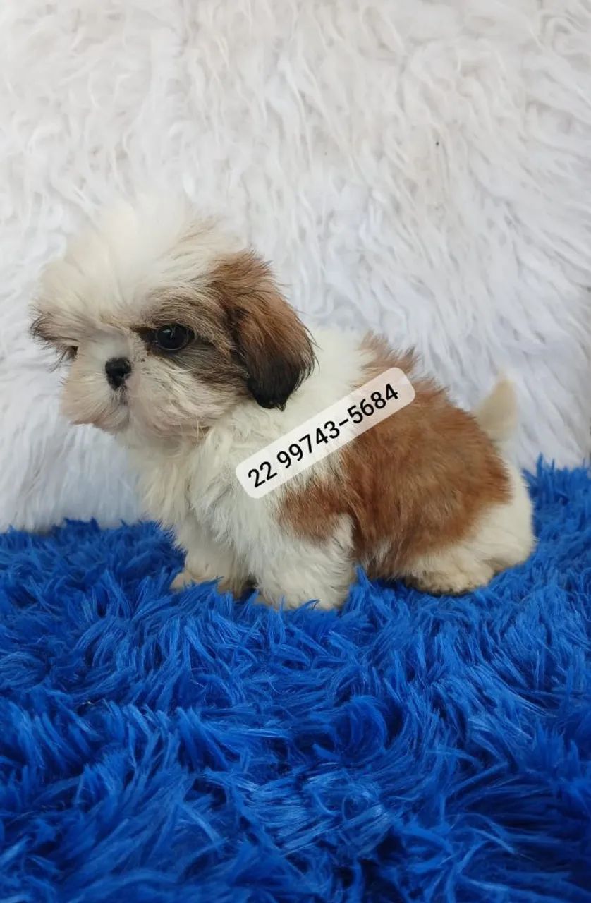 Shihtzu Machos  - Foto 3