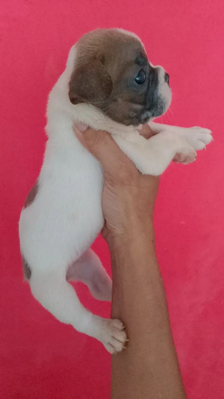 Bulldog francês  - Foto 2