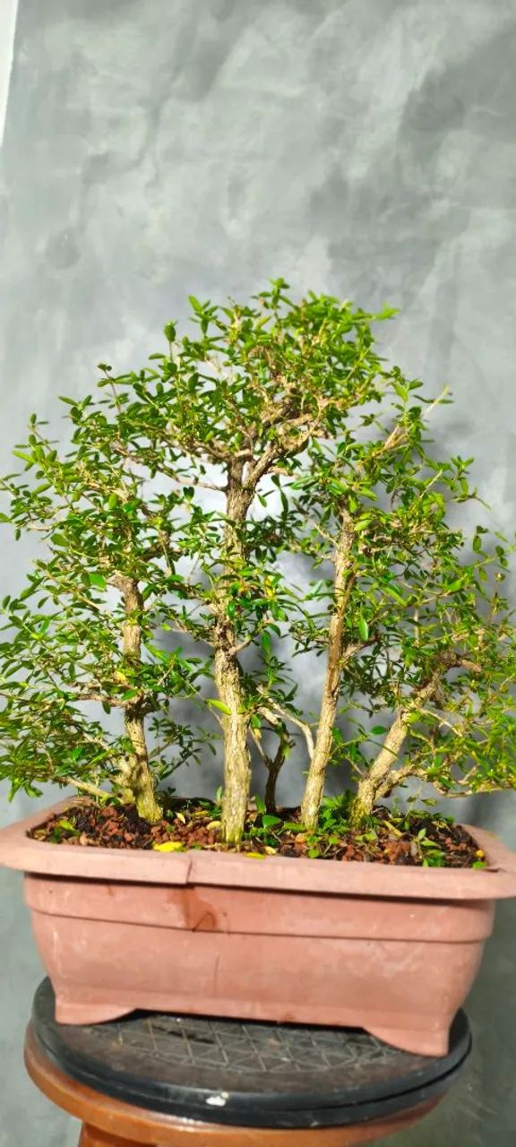 Pré bonsai Bosque de Serissa