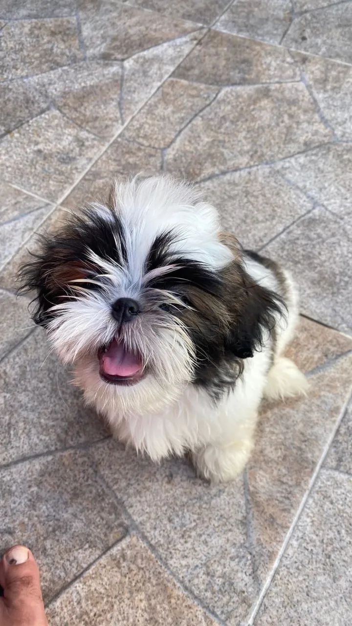 Shihtzu macho 4 meses, lindo e dócil.  - Foto 4