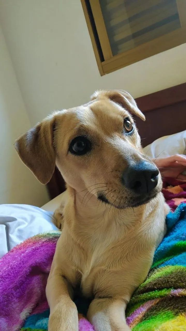 ADOÇÃO RESPONSÁVEL - Foto 3