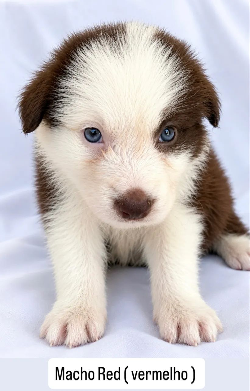 BORDE COLLIE COM PEEDIGRE CBKC