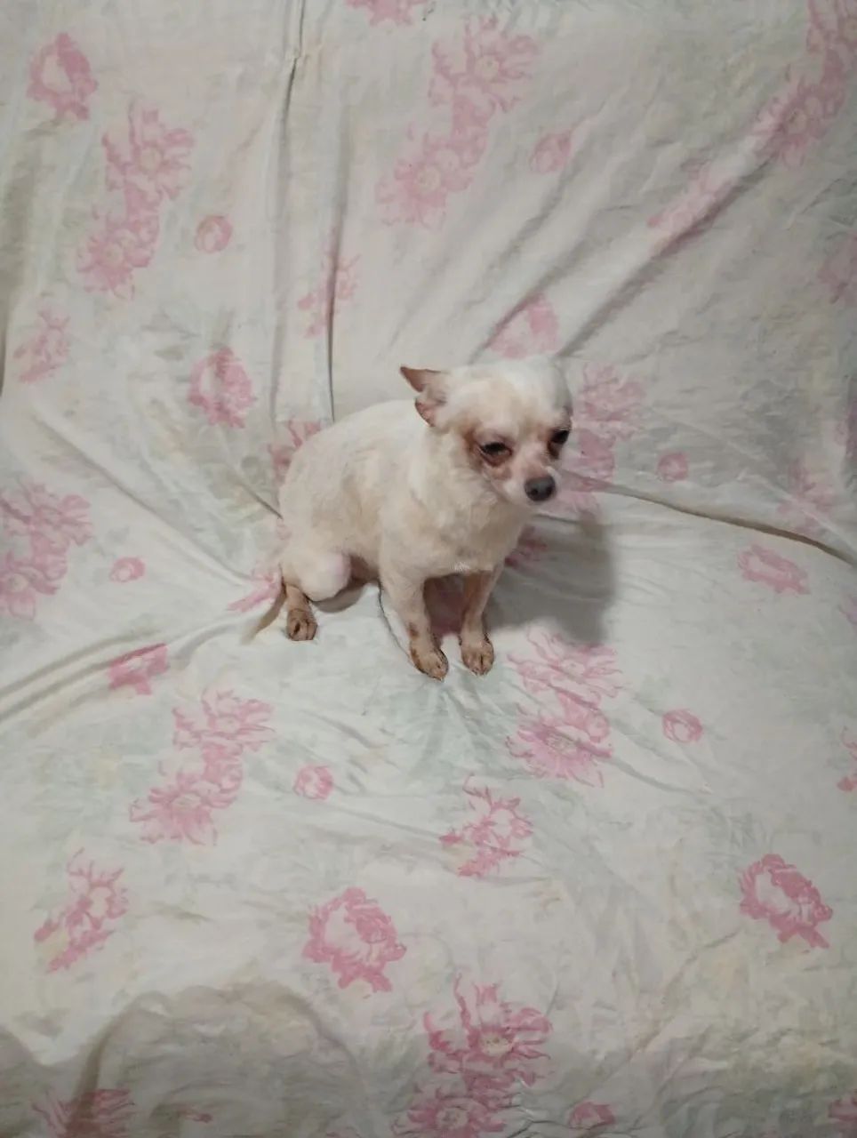 Chilhalha macho com 1 ano e meio rasa pura 