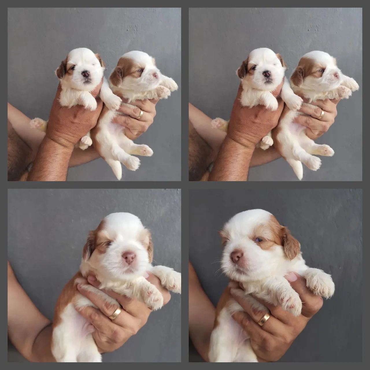 Lhasa Apso Promoção 