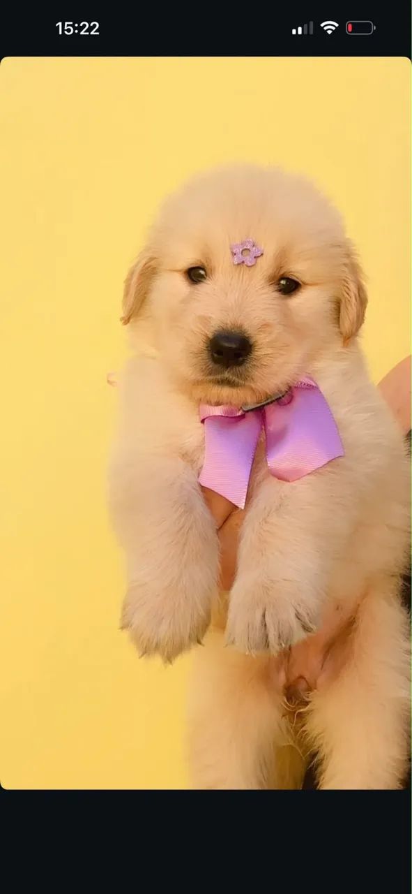 Golden retriever 