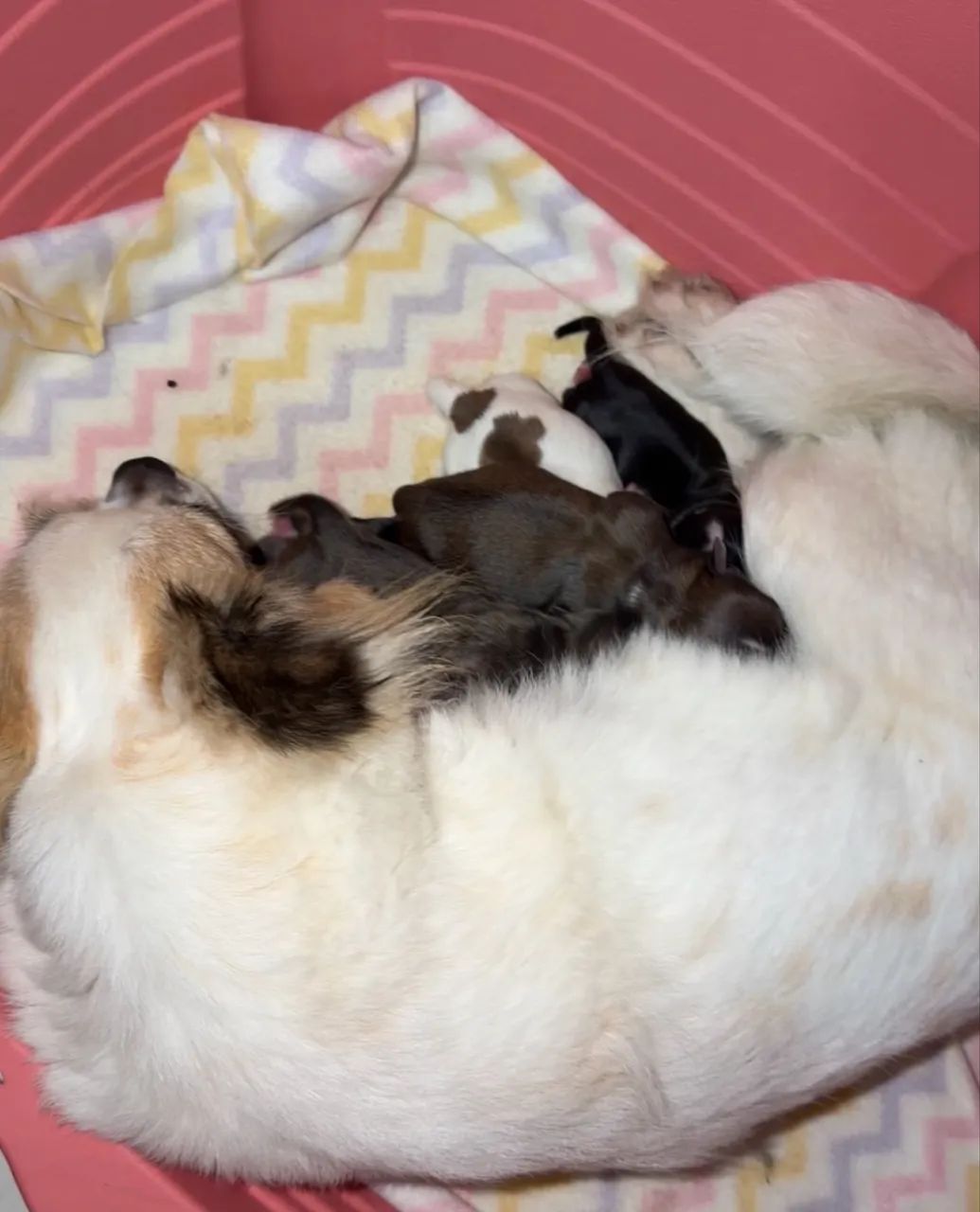 Chihuahua  - Foto 4