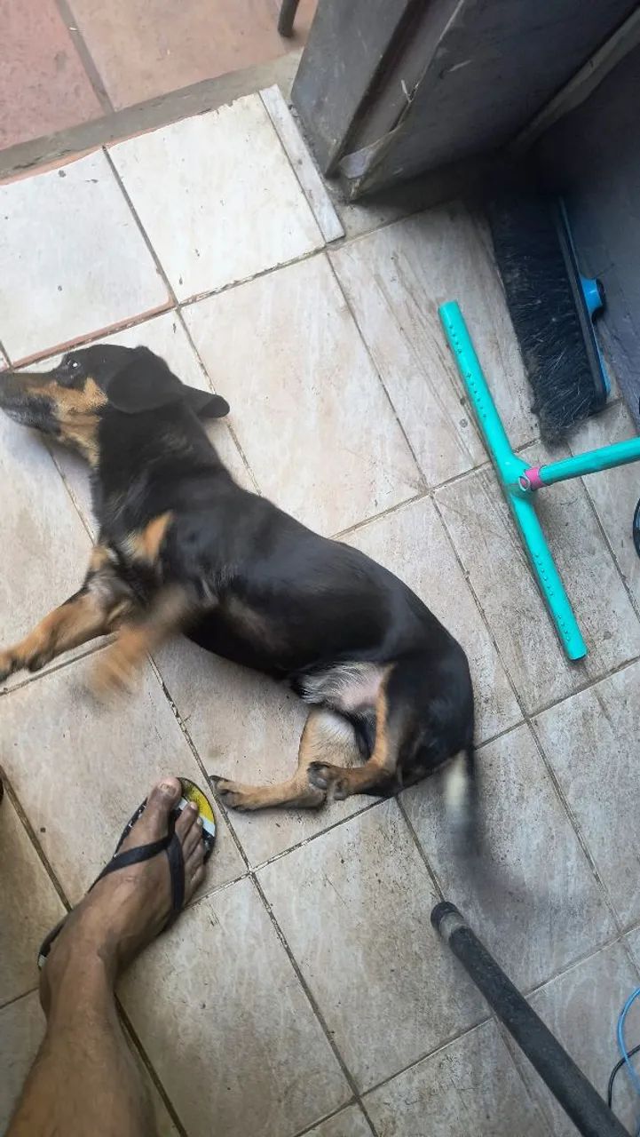 Adoção  - Foto 2