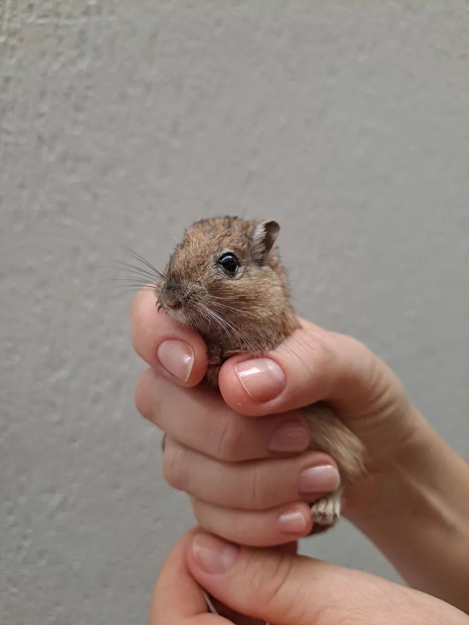 Esquilo da Mongolia Gerbil Nutmeg (Wild) - Foto 2