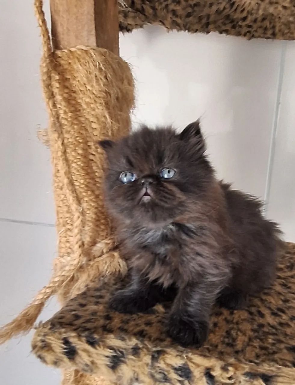Gato persa - Foto 2