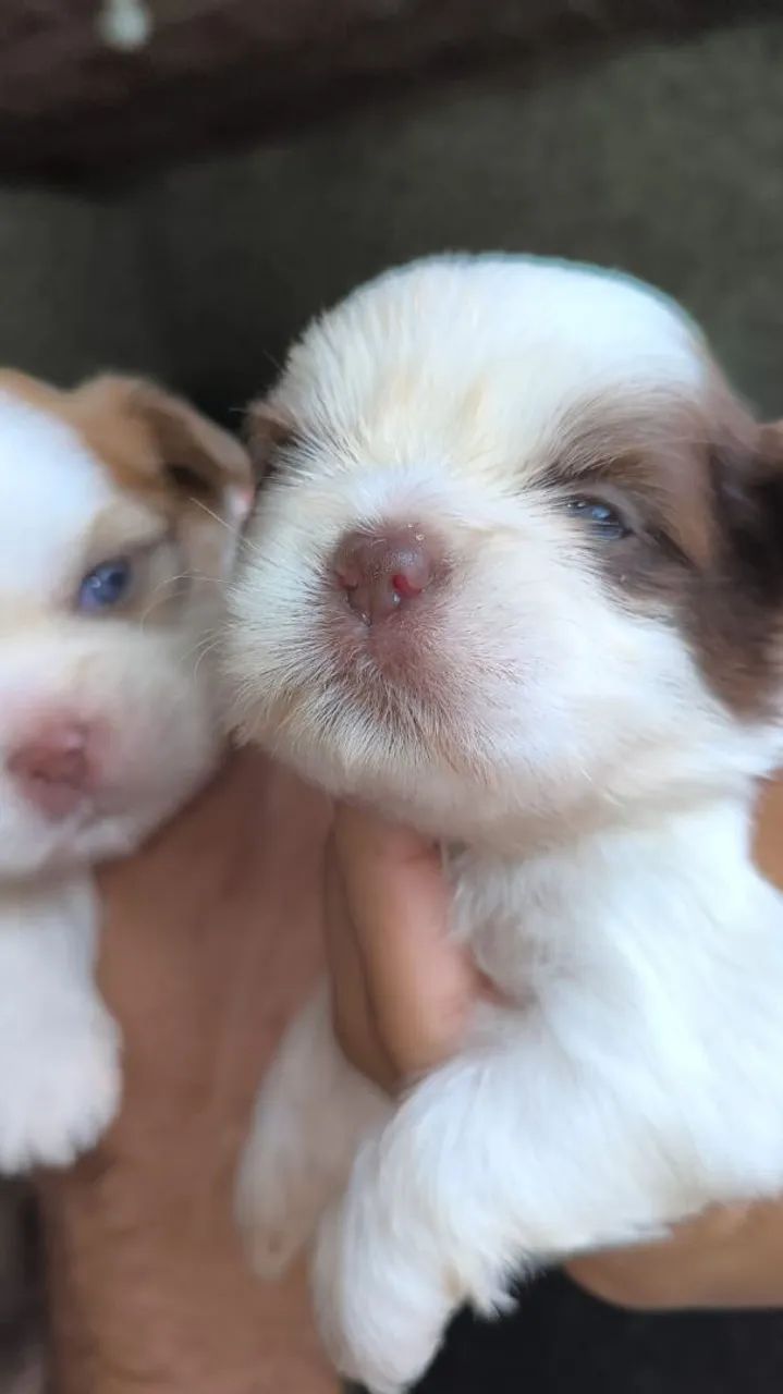 Vendo shihtzu 