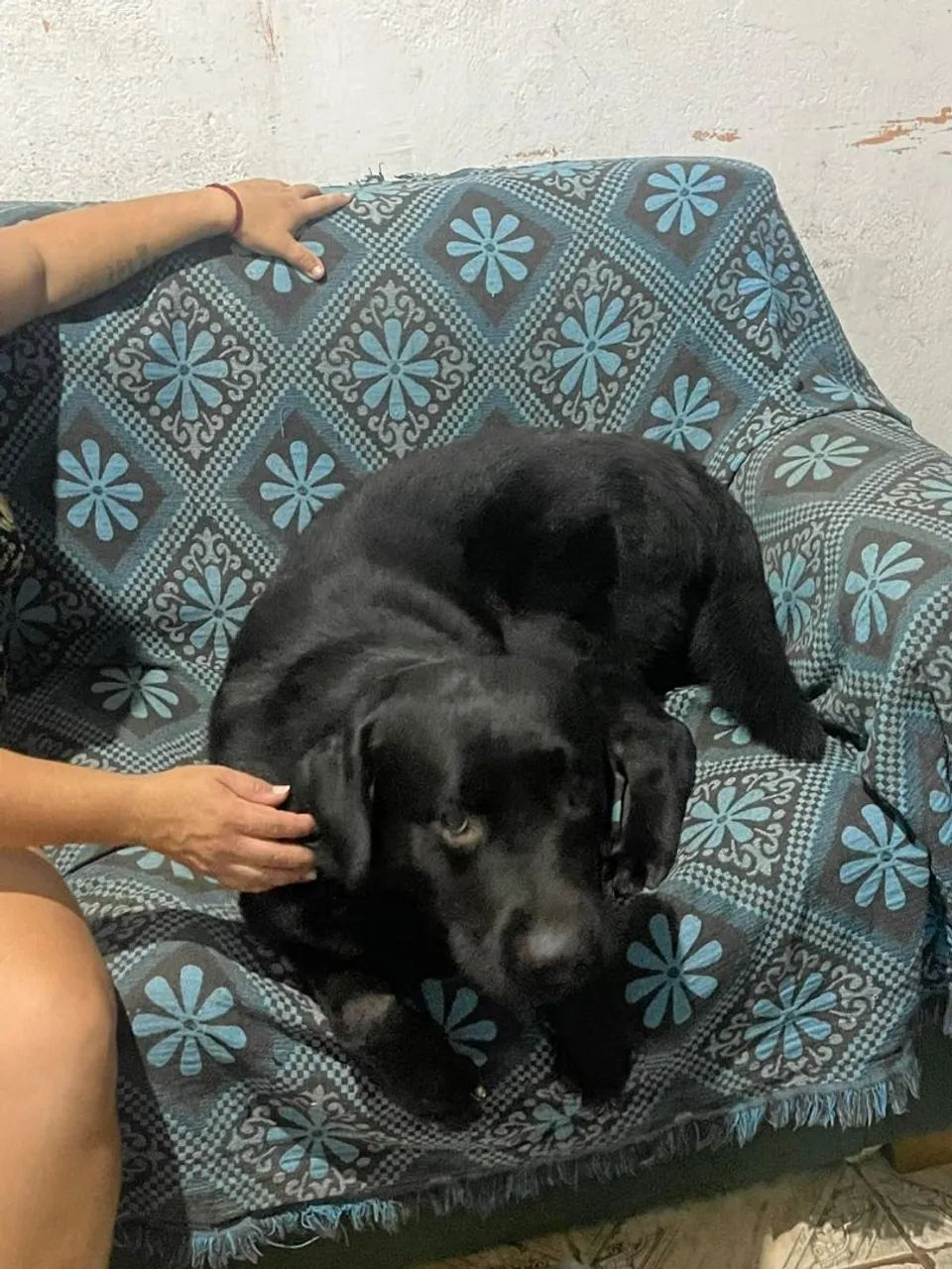 Filhotes de Labrador  - Foto 3