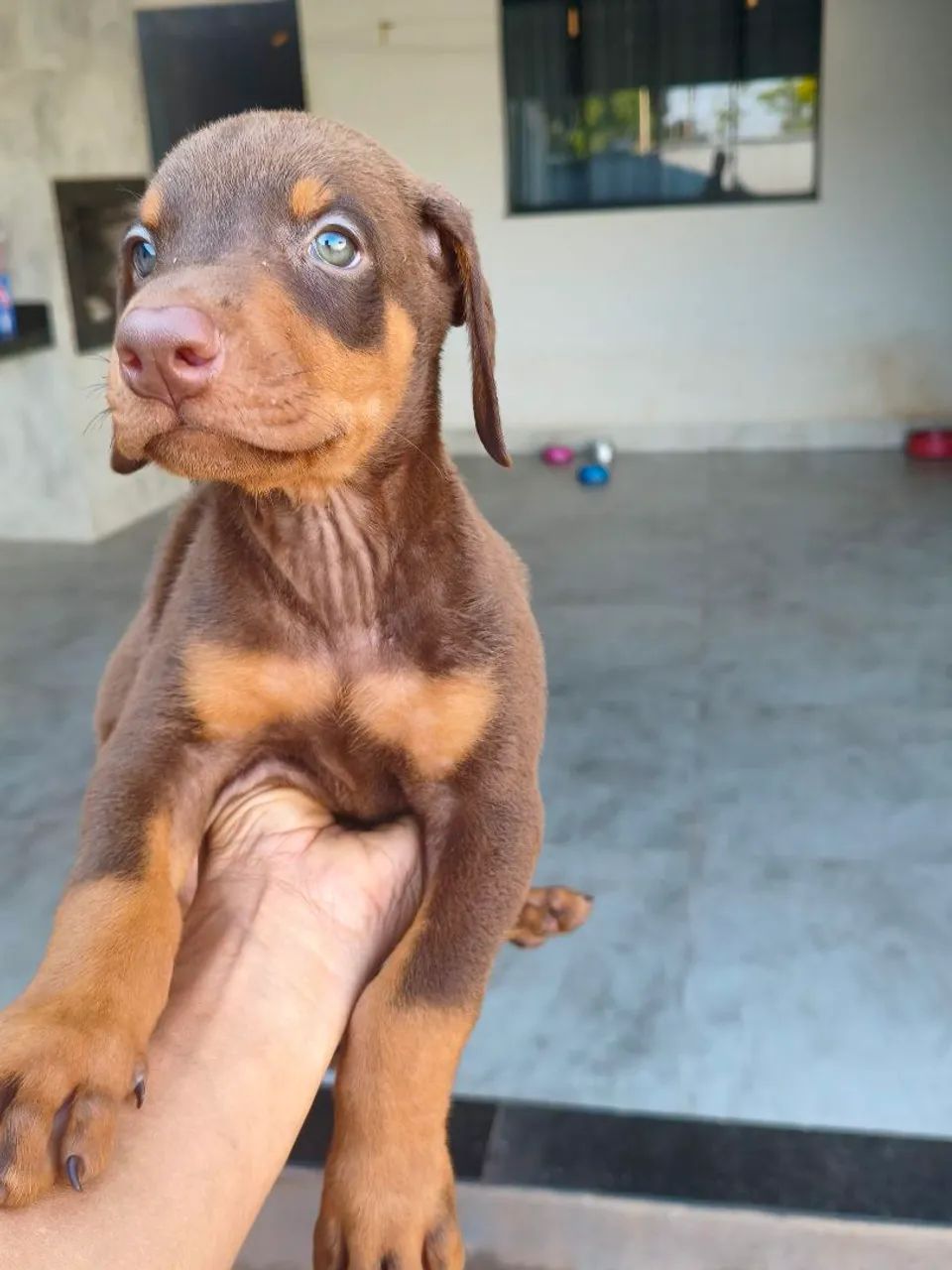 Filhotes de Doberman com 45 dias - Foto 3