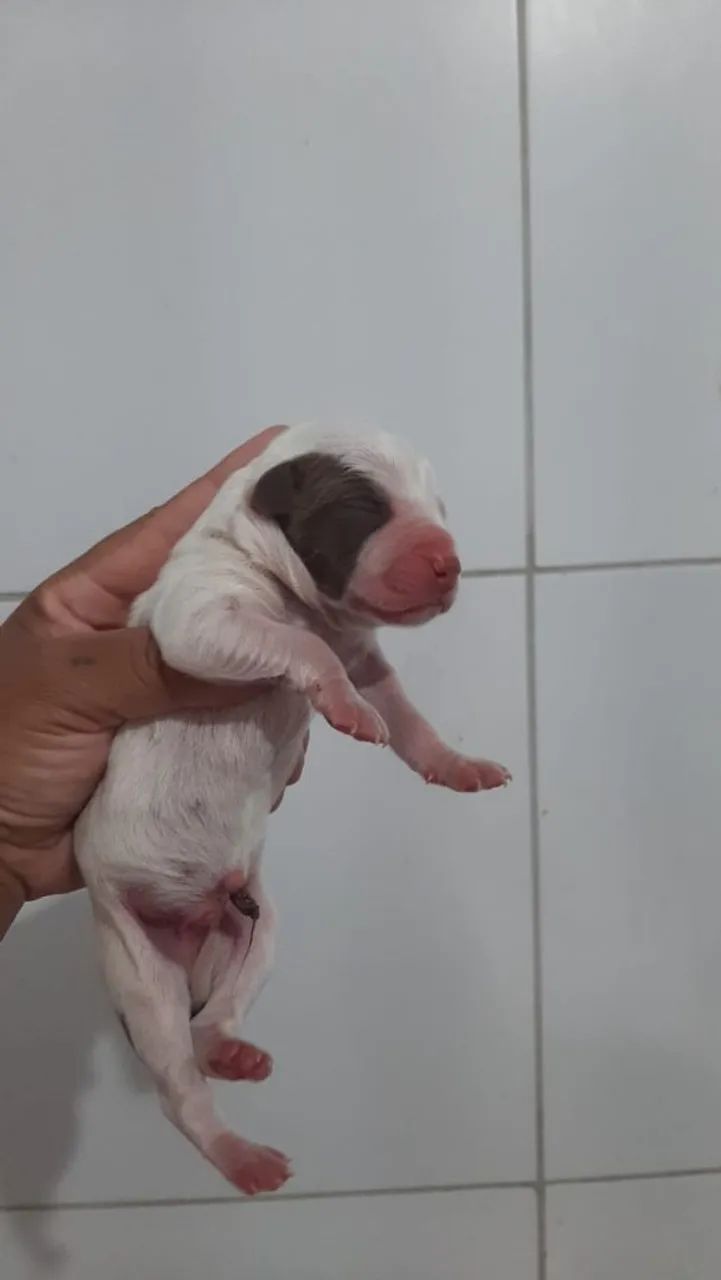 Filhotes Pitbull (Reserva) - Foto 4