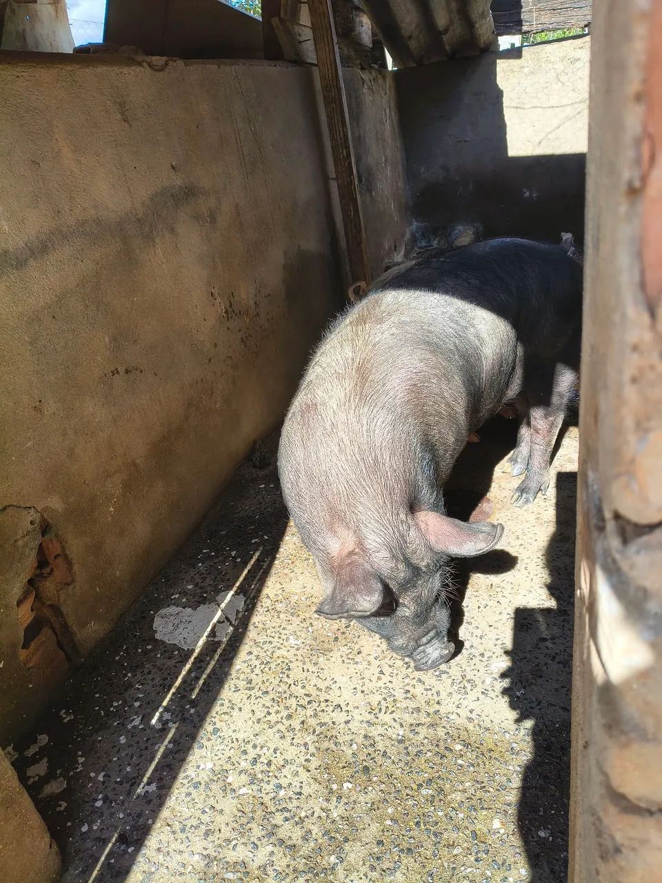 Vendo Leitoa, está em Varginha!  - Foto 4