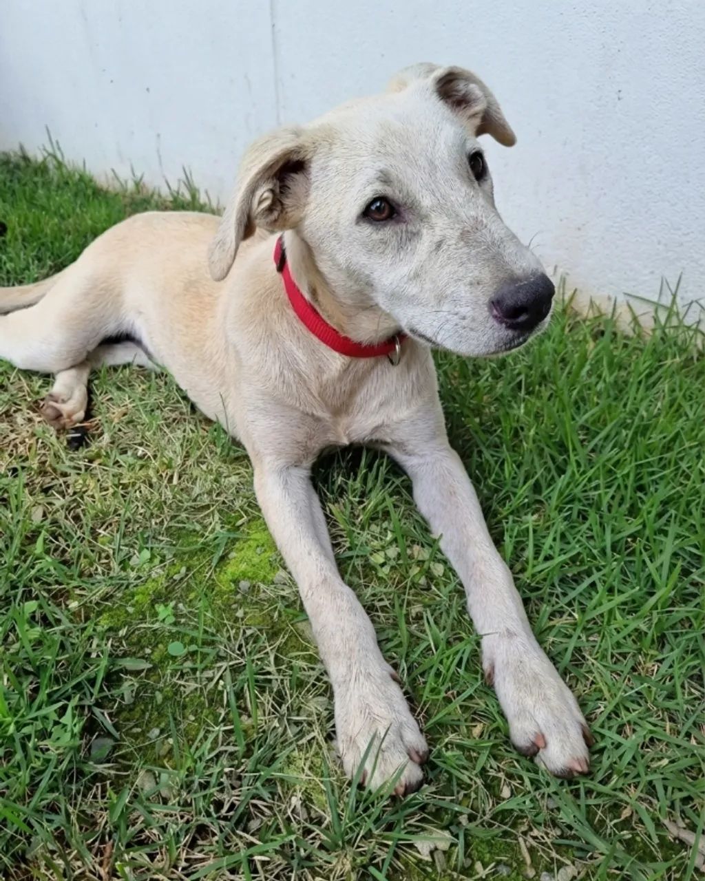 FILHOTE DE CACHORRO RESGATADO - PRECISA DE UM LAR 