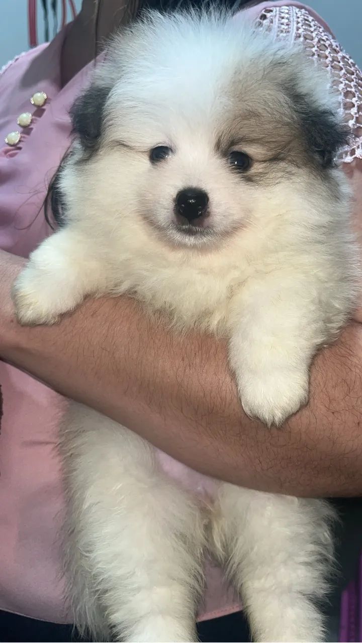 Spitz Alemão Fêmeas e Macho ( Leiam o anúncio) - Foto 4