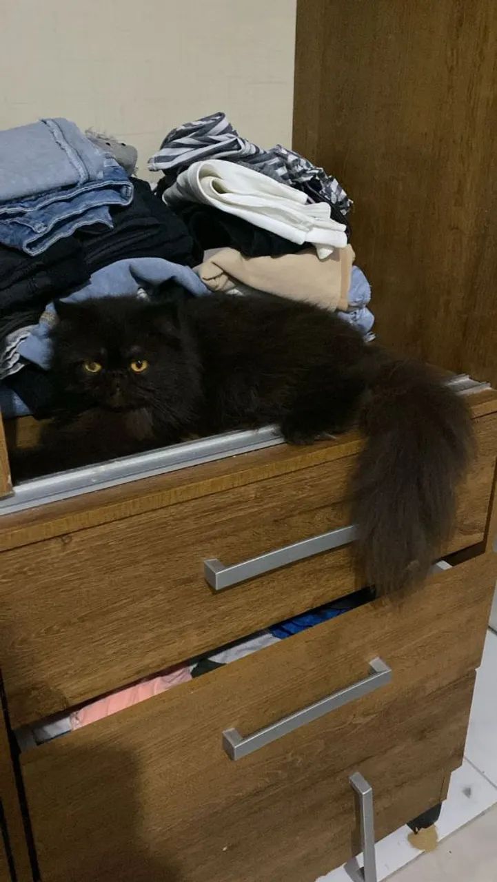 Gata persa procura namorado  - Foto 2