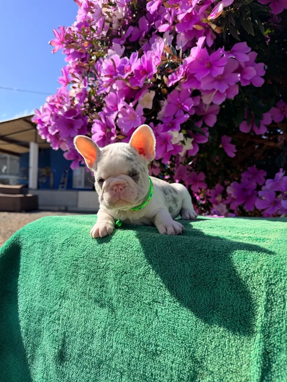 Bulldogue francês  - Foto 4