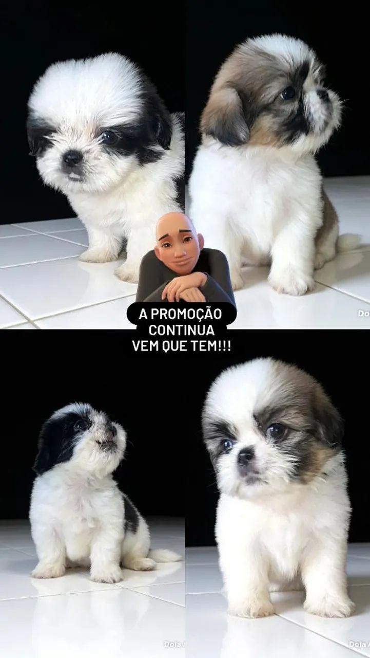 Shih-tzu machinho...