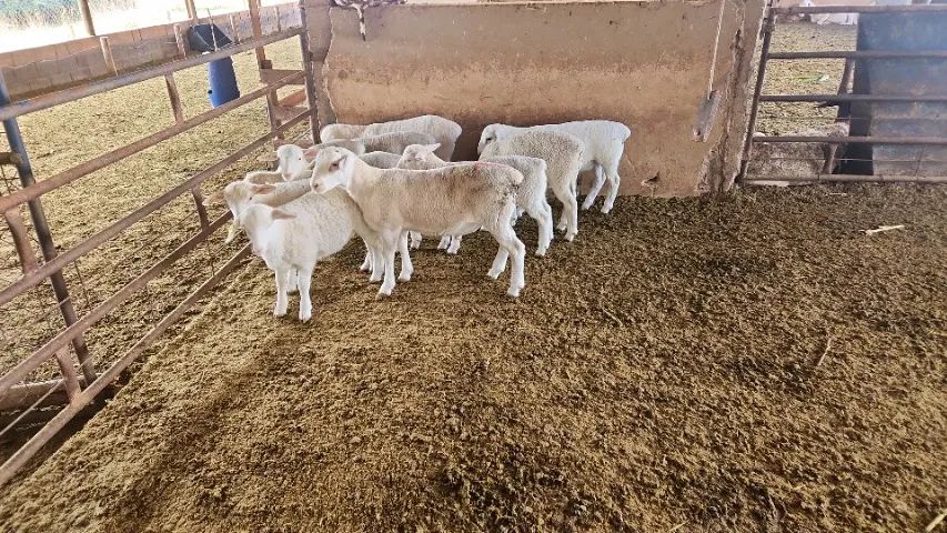 Borregas White Dorper