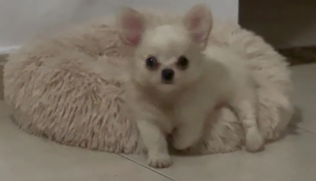 Chihuahua macho - Foto 5