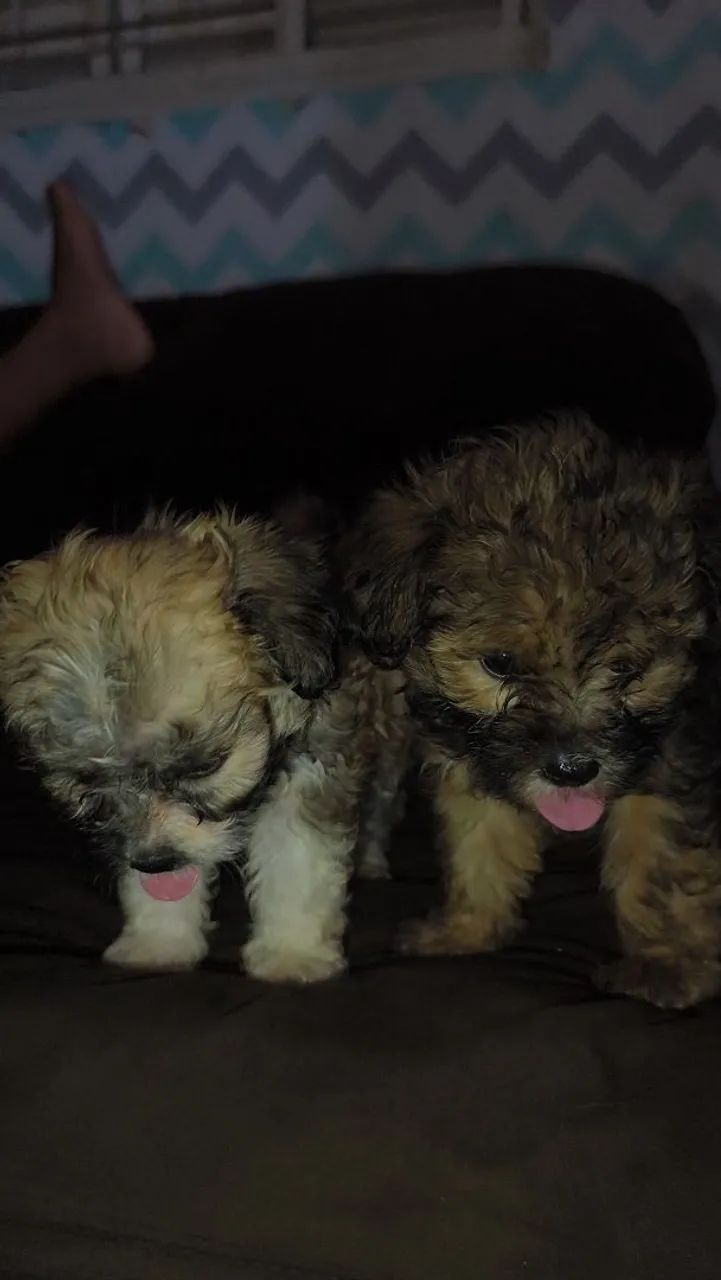 Cachorro. - Foto 2
