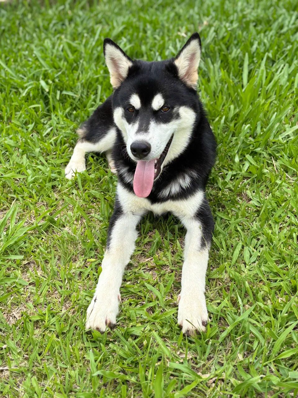 Husky Siberiano