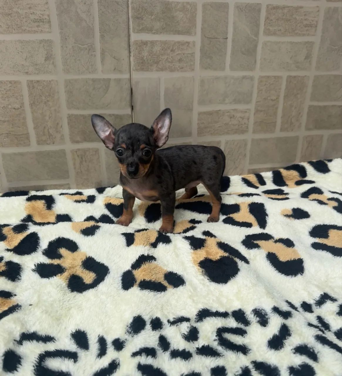 Cachorro  - Foto 4