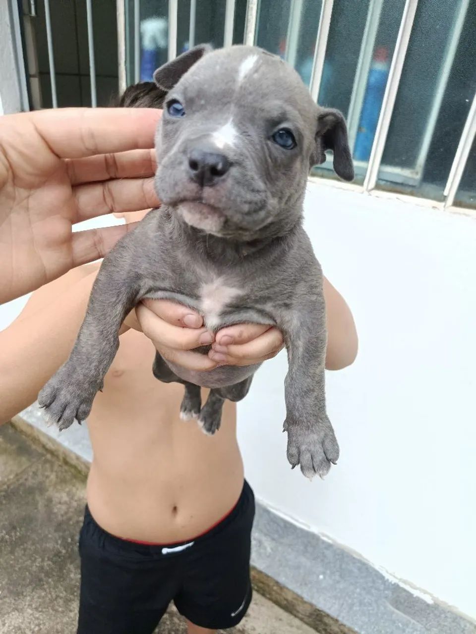 Fêmea de American bully  - Foto 3