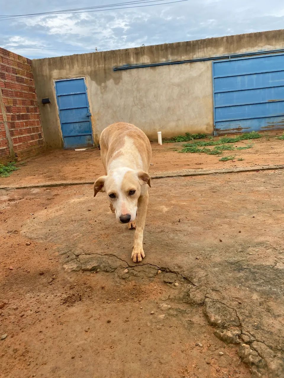 Doação de pets responsável  - Foto 5