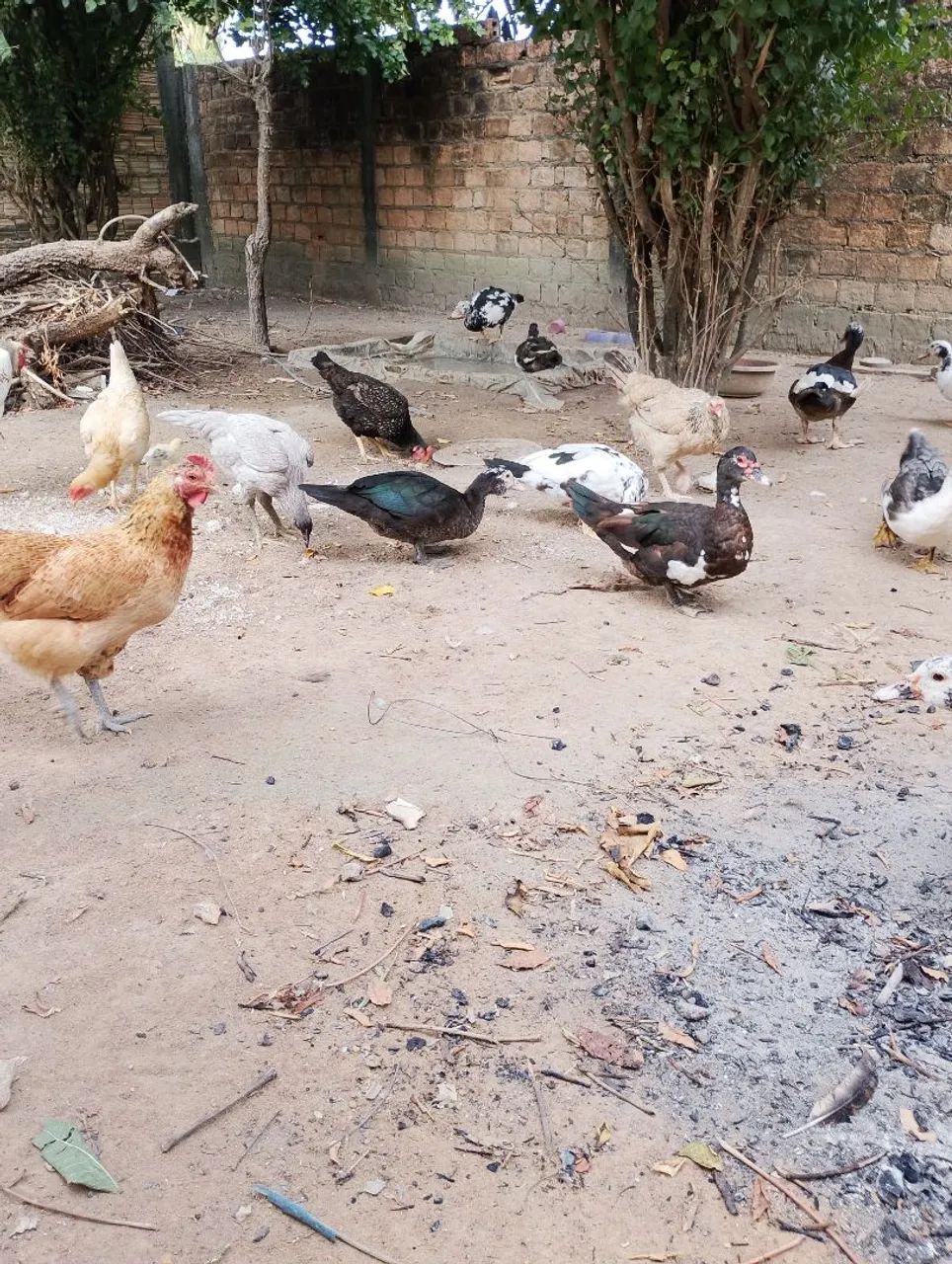 Vendo Galinhas e Patos 