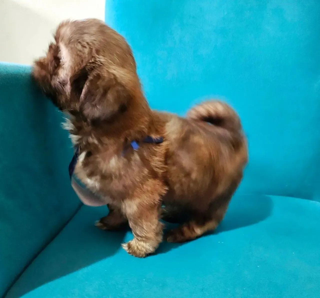 Shih Tzu  - Foto 3