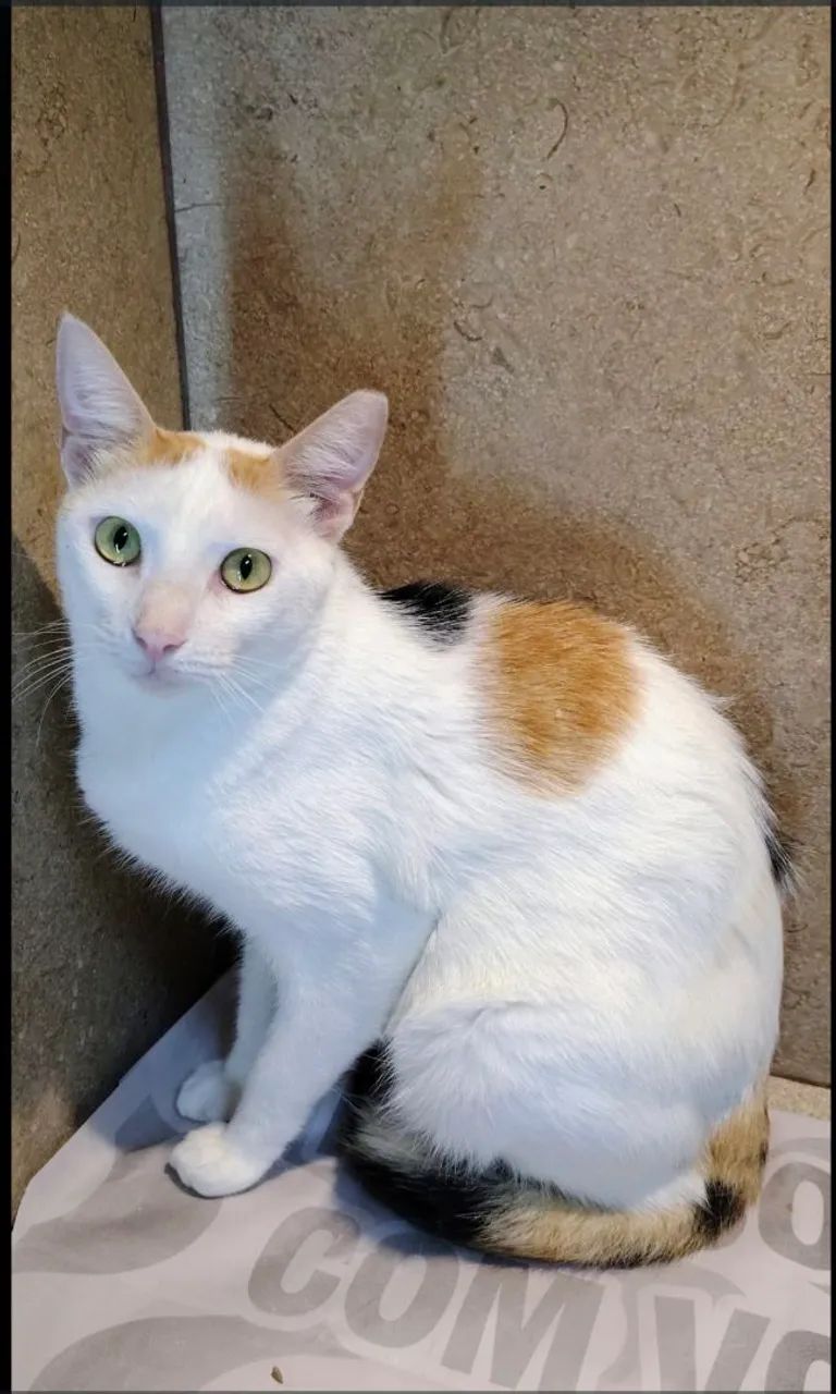 Adoção responsável 