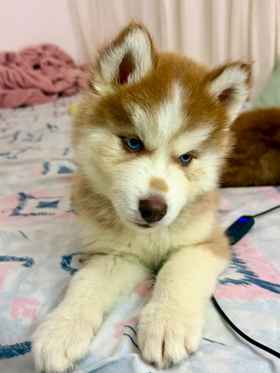 Husky siberiano  - Foto 4