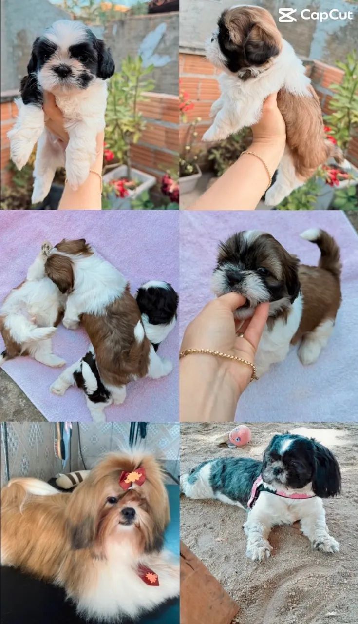 Cachorro 