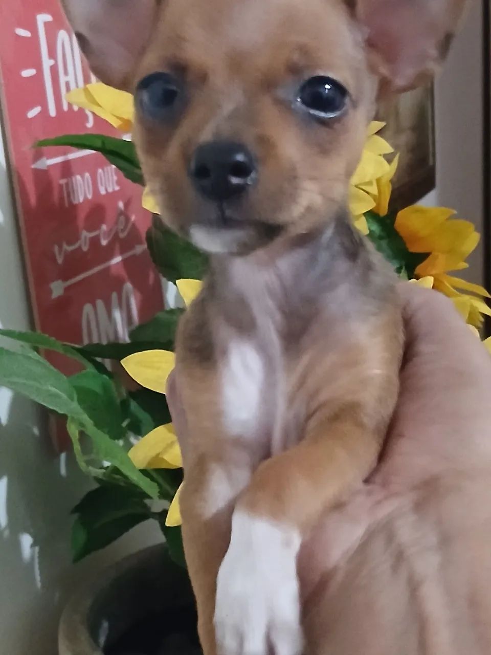 Pinscher  machinho 